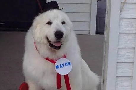 Cachorro é eleito 'prefeito' de cidade americana pela terceira vez