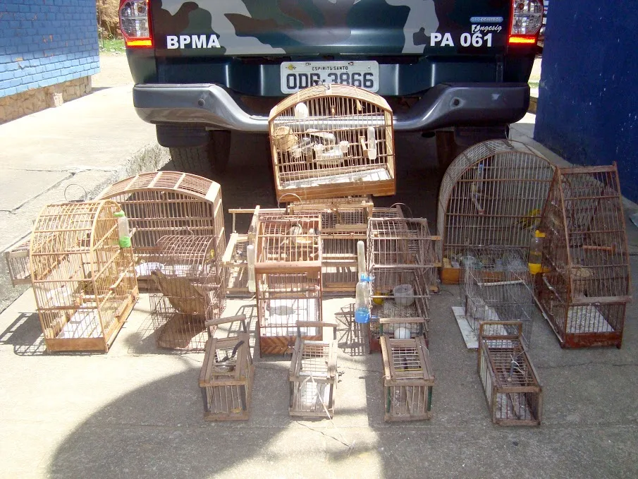 Quase 50 pássaros silvestres são apreendidos em Vila Velha e Colatina