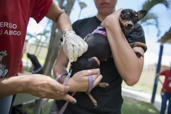 Vacinação de animais contra a raiva