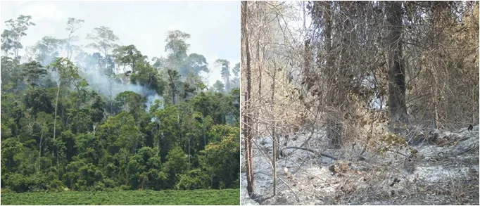 Incêndio atinge área de vegetação nativa equivalente a 18 campos de futebol em Jaguaré