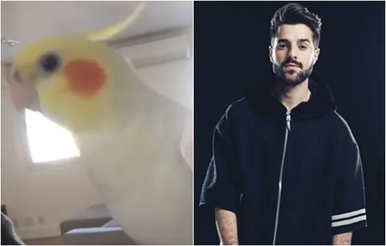 VÍDEO | Calopsita ganha o nome de Alok e aprende a assobiar hit do DJ