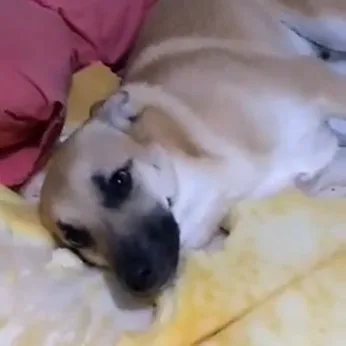 VÍDEO I Cachorro vira um dos assuntos mais comentados da internet ao destruir cama da dona