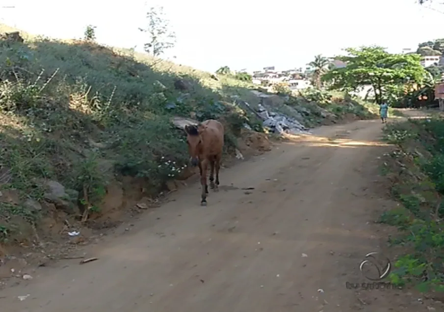 Adolescente pode ter sido baleado após brincadeira com cavalo em Cariacica, diz família