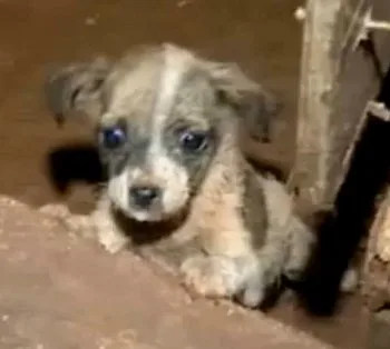 Quatorze filhotes de cachorro morrem de fome após dona abandonar casa no PR