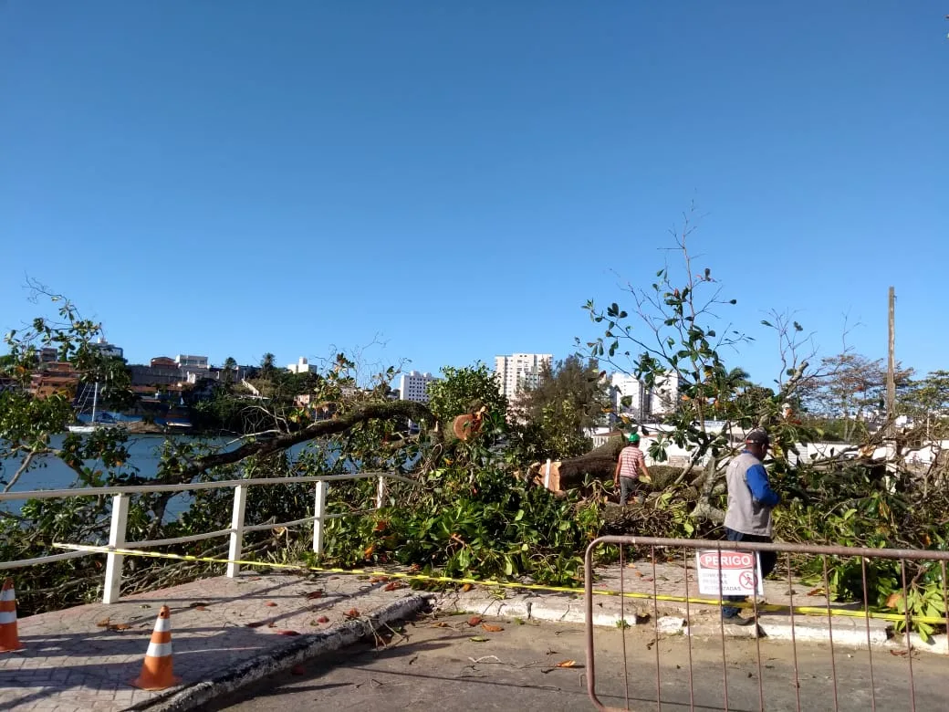 Mais uma castanheira é cortada na Prainha, apesar dos apelos da população de Guarapari