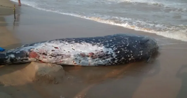 Baleia de espécie rara encalha em praia de Itapemirim