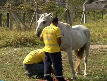 Risco na pista: mais de 140 animais apreendidos e quatro acidentes na Rodovia do Sol