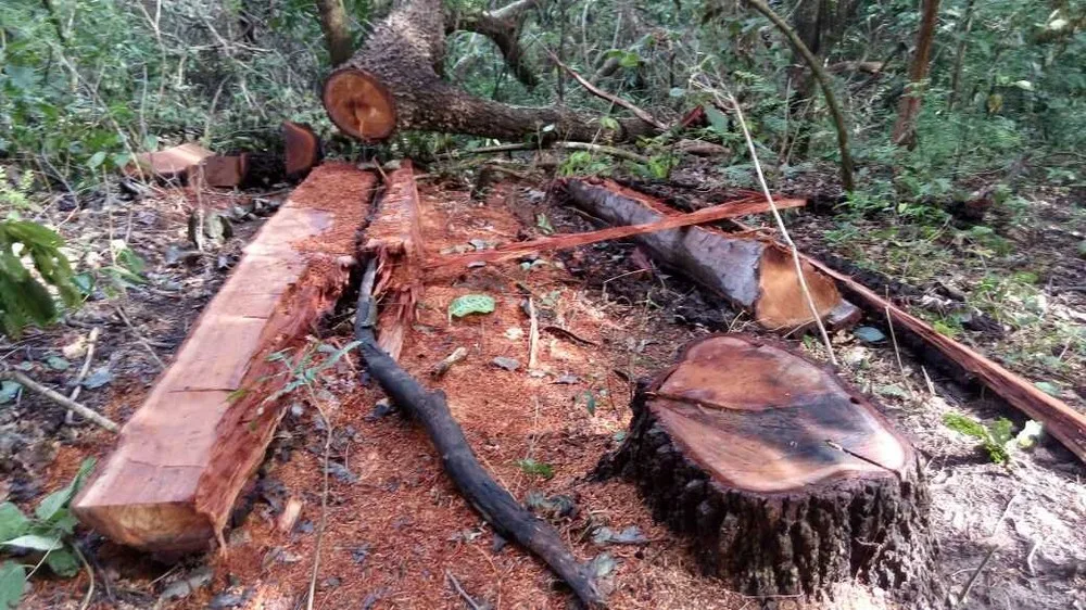 'Florestas de Papel' da PF combate exploração ilícita de madeira na Amazônia