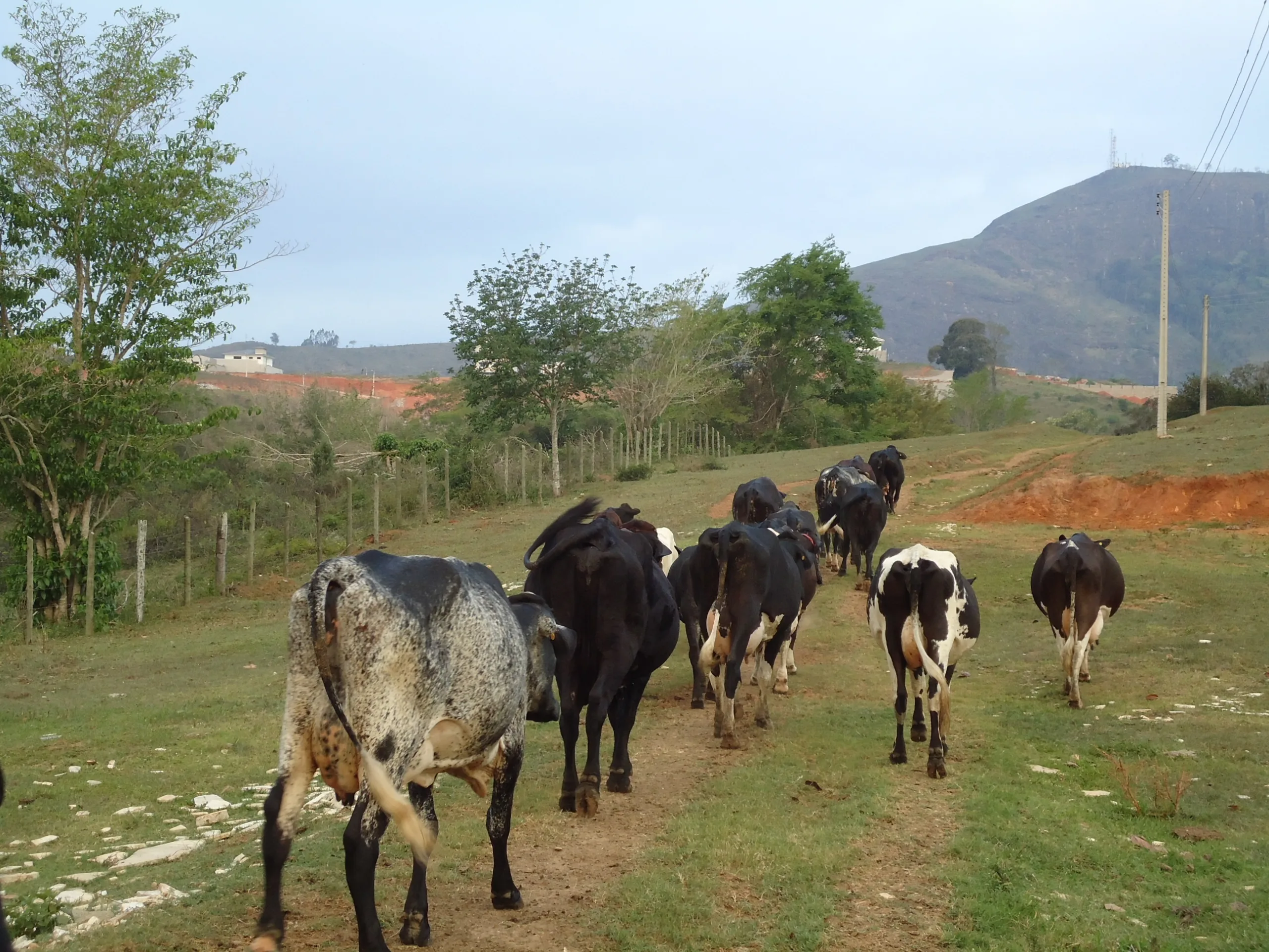 Produtores rurais de Cachoeiro sofrem com a falta de chuva e o longo período de estiagem