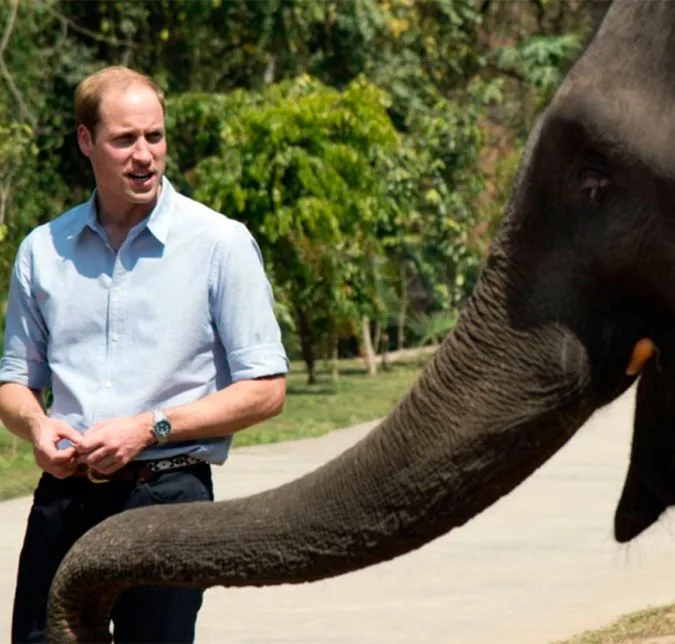 Príncipe William diz que sua filha, Charlotte, pode ver os últimos elefantes e rinocerontes da Terra