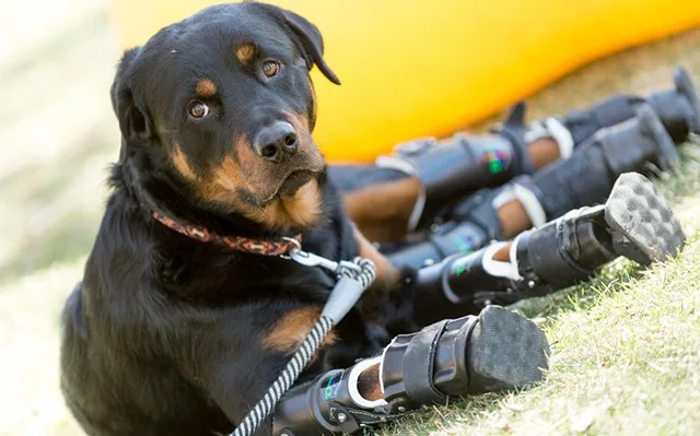 Cão que perdeu as quatro patas mostra poder de superação e emociona internautas