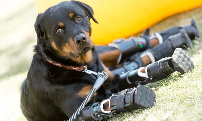 Cão que perdeu as quatro patas mostra poder de superação e emociona internautas