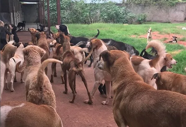 Grupo faz 'vaquinha online' para construir novo abrigo para animais carentes em Vila Velha