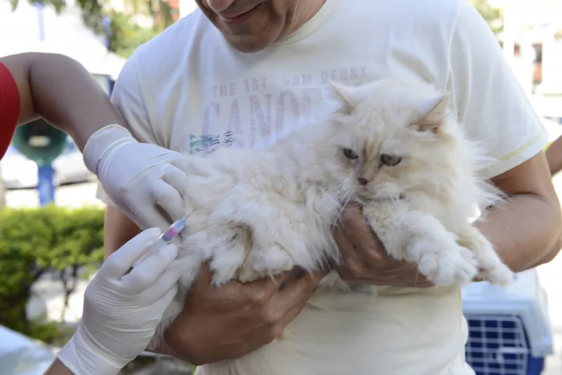 Vacinação de cães contra raiva