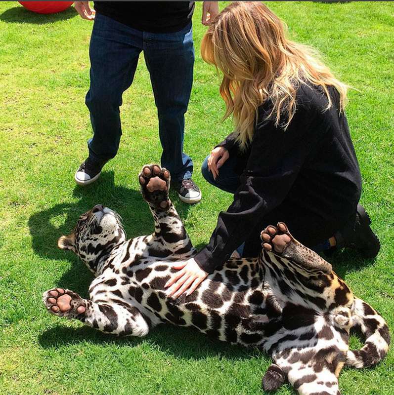 Khloé Kardashian realiza sonho de fazer carinho em filhote de onça