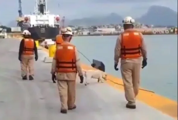 Cachorrinho faz sucesso nas redes sociais ao ajudar a puxar corda de embarcação