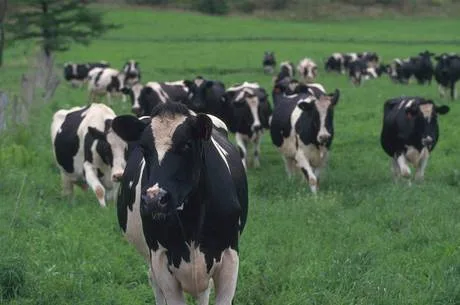 Crise hídrica causa queda de 25% na produção de leite no Espírito Santo