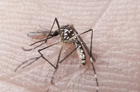 Pesquisadores estudam fatores que, junto ao vírus Zika, causam Guillain-Barré