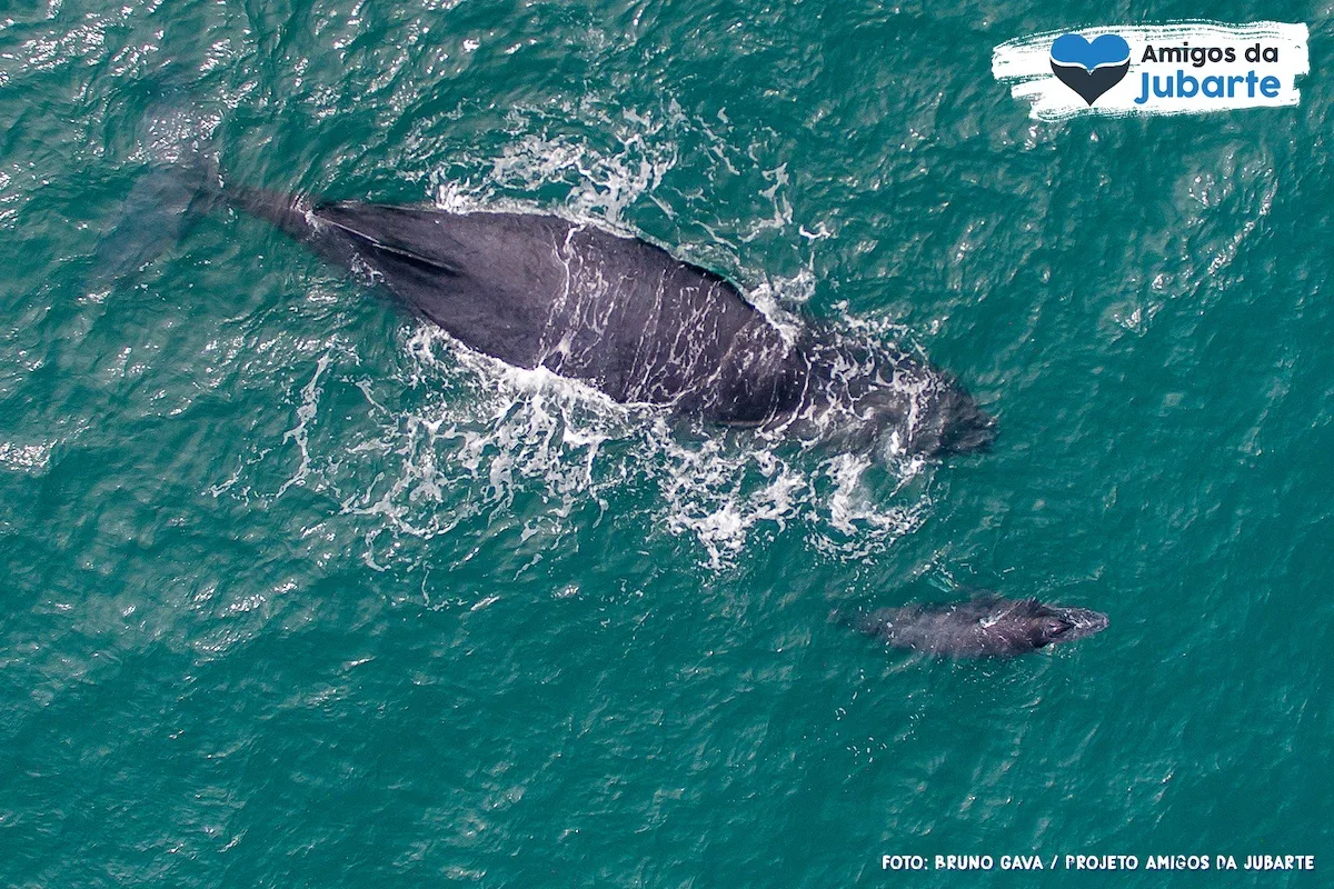 Novos filhotes capixabas de baleia jubarte são vistos no oceano