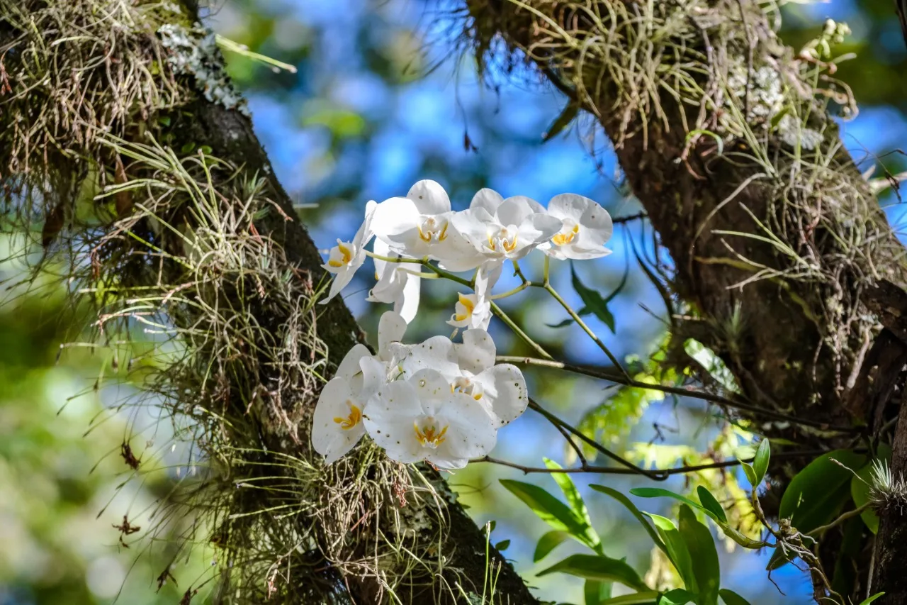 Projeto ‘Orquídeas na Praça’ leva flores e cores para as ruas de Guaçuí