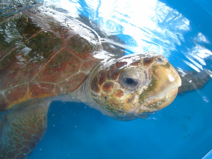 Soltura de tartarugas reabilitadas acontece nesse fim de semana