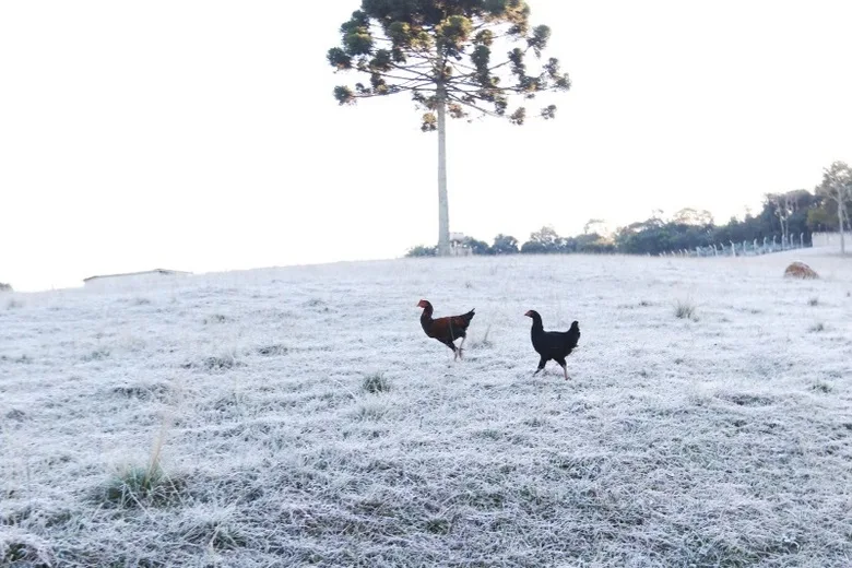 Curitiba, PR 19 de julho de 2017. Uma nova massa de ar polar chegou ao estado do Paraná hoje e derrubou ainda mais as temperaturas. Geou em todas as regiões, com exceção do litoral do estado. Várias regiões de Curitiba amanhaceram brancas com a geada. Foto: Franklin de Freitas