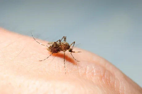 Asian Tiger Mosquito