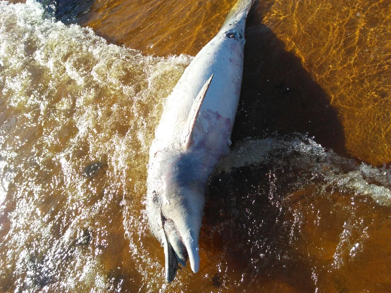 Golfinho é encontrado morto na praia de Manguinhos, na Serra