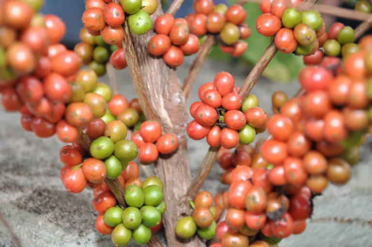 Concurso para estimular produção vai premiar produtores de leite e café em Cachoeiro