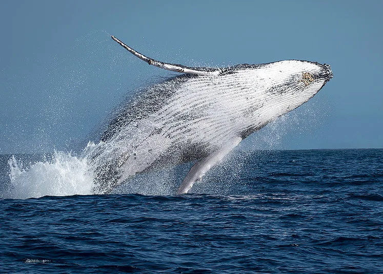 Espetáculo no mar: expedição acompanha baleias jubartes no ES