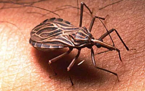 Instituto confirma surtos de doença de Chagas em fase aguda no Pará