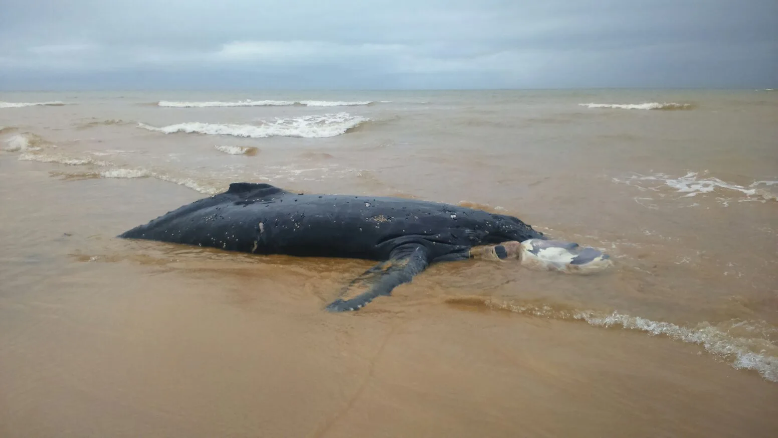 Filhote de baleia Jubarte aparece morto encalhado em praia na Serra