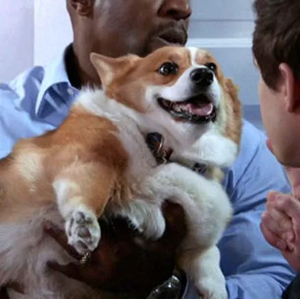 Cheddar, cãozinho de 'Brooklyn Nine-Nine', morre aos 13 anos