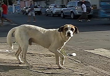 Cães têm patas quebradas e olhos furados por criminosos em Vila Velha