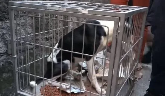 Cachorros em estado de abandono são resgatados de residência em Vitória