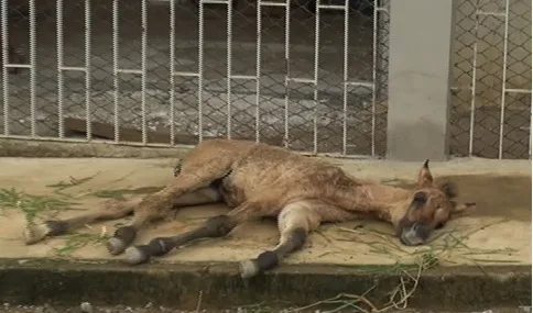 Égua e filhote machucado são abandonados em Cariacica