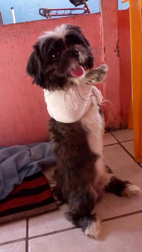 Cachorro é abandonado em frente a bar de Vila Velha com pata operada com arame