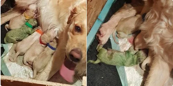 Filhote de golden retriever nasce com pelo verde na Escócia