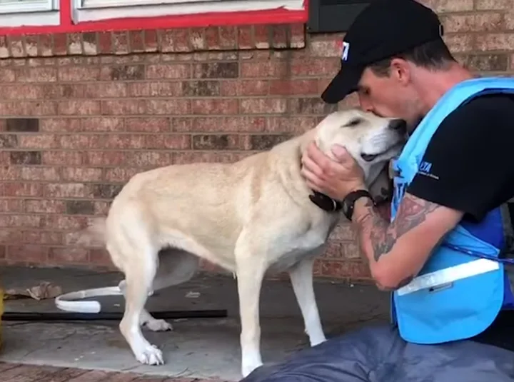 Após ser resgatado de inundação, cão tem reação emocionante. Assista!