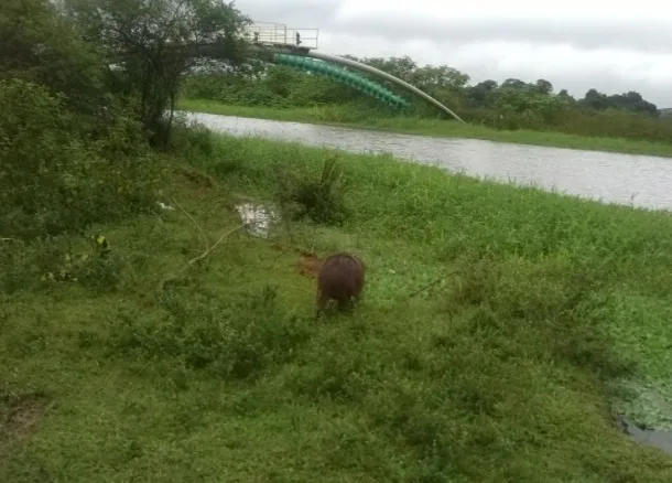 Polícia Militar Ambiental recolhe capivara dentro de shopping em Vila Velha