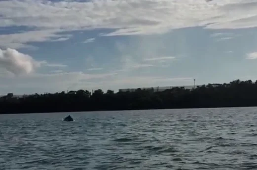 VÍDEO | Dezenas de golfinhos são salvos de redes de pesca ilegal na Praia de Camburi