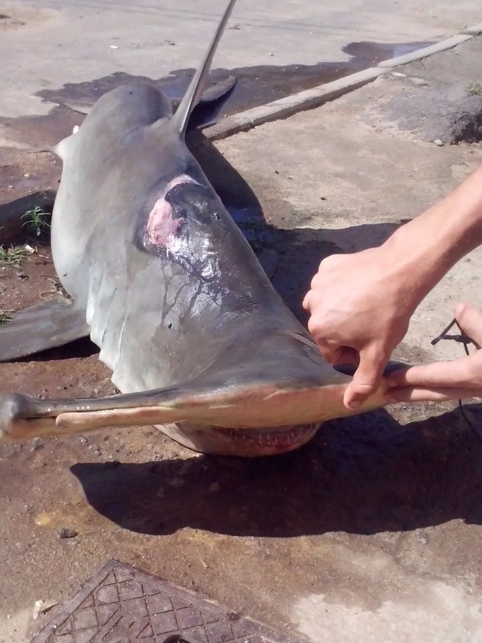 Tubarão em extinção é encontrado em praia de Guarapari