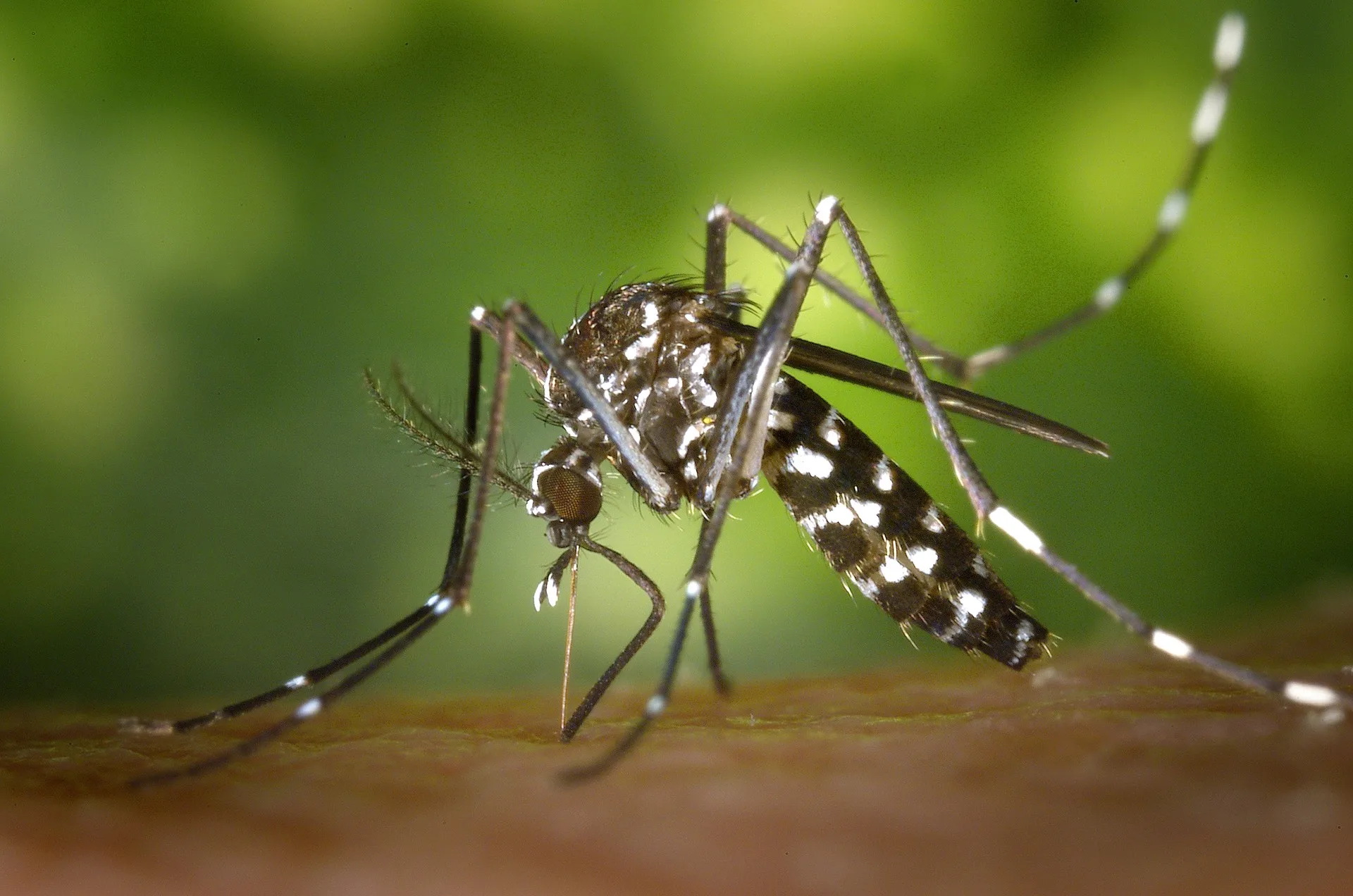 ES registra 427 casos de dengue nos primeiros dias do ano