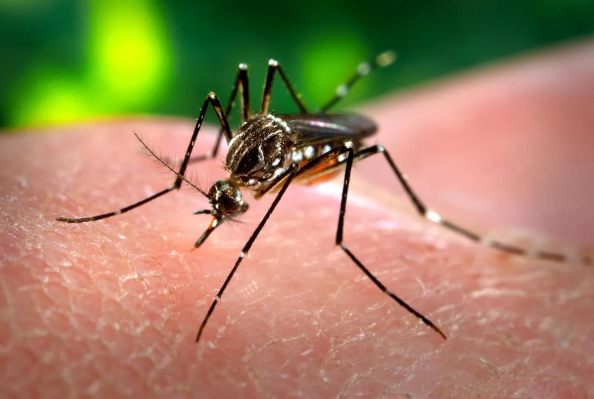 Mais de 200 casos de Febre Chikungunya são confirmados no Brasil