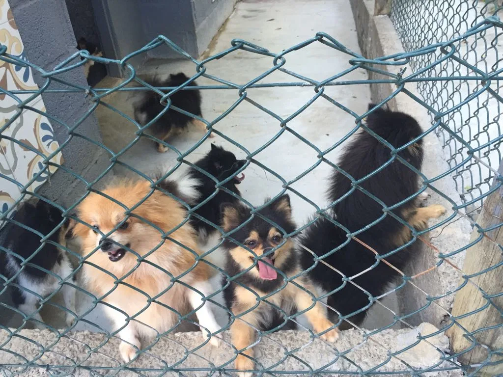 CPI dos Maus-Tratos aos Animais ouve donas de canil de Vila Velha nesta terça-feira