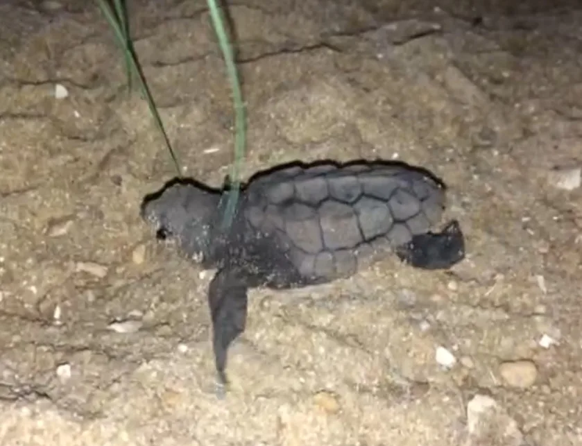 Tartarugas 'cascudas' voltam a desovar na Praia de Camburi