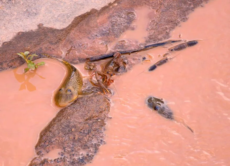 Samarco terá que pagar multa de R$ 1 milhão se não reparar danos causados por lama no Espírito Santo