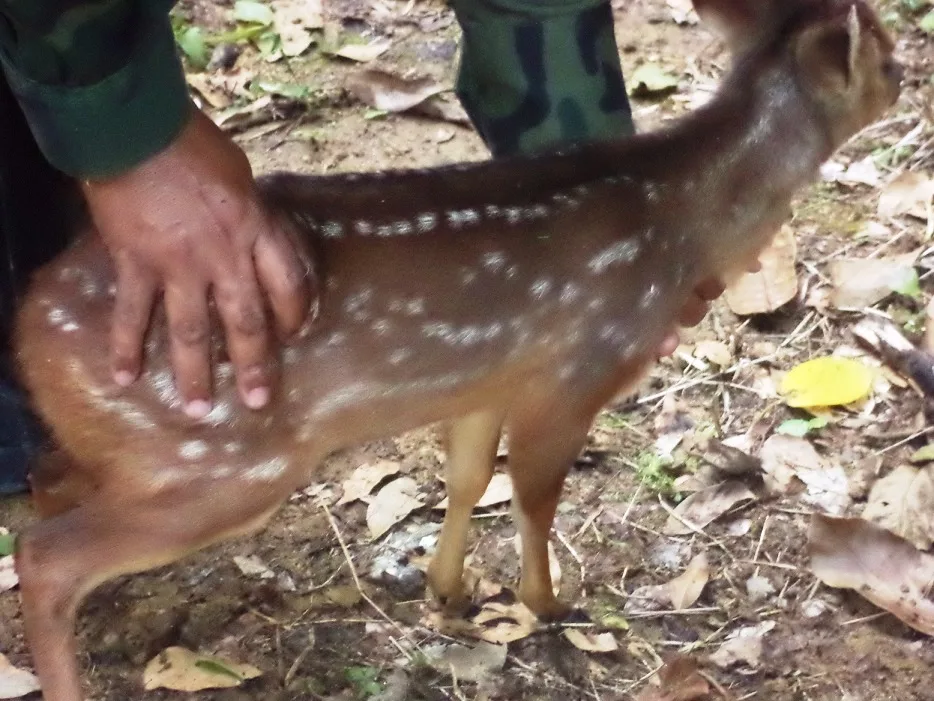 Filhote de cervo é resgatado em fazenda de Santa Maria de Jetibá