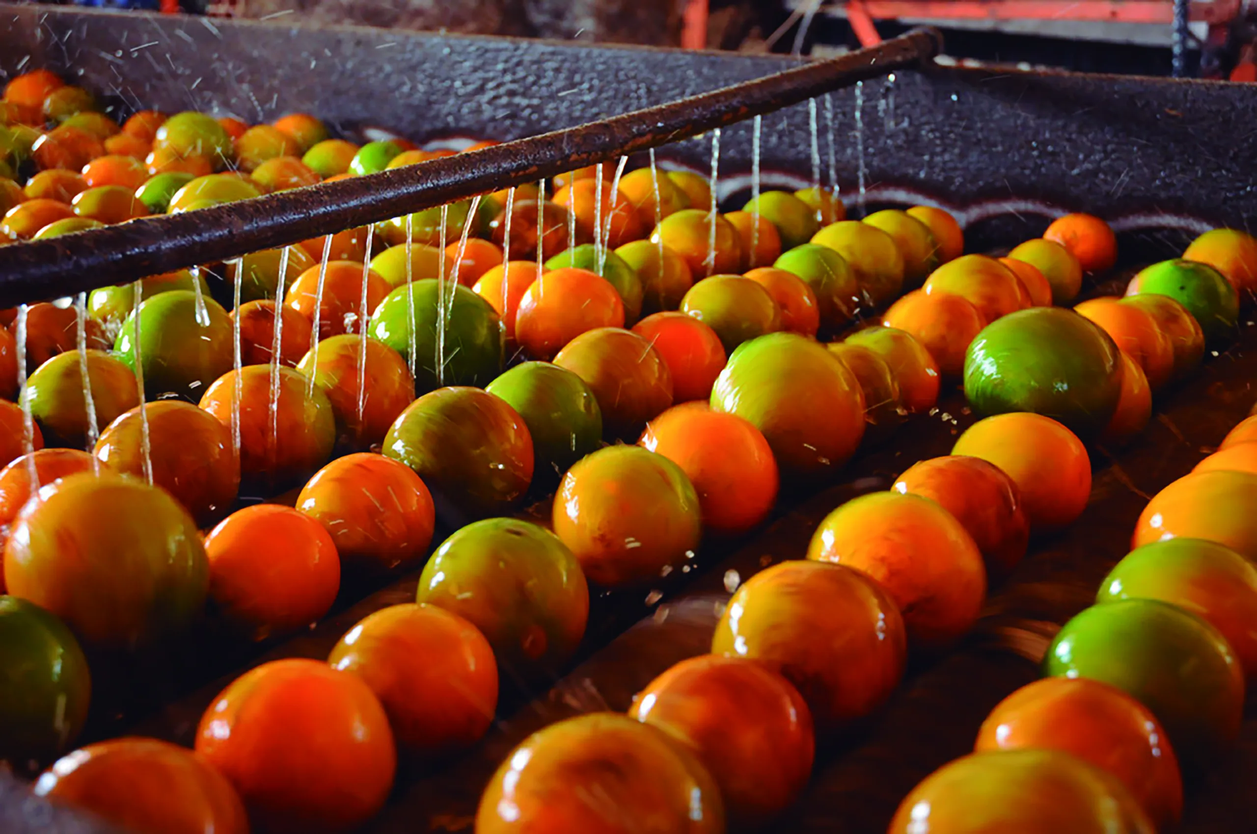 Produtores de citrus participam de 'Dia de Campo' em Domingos Martins