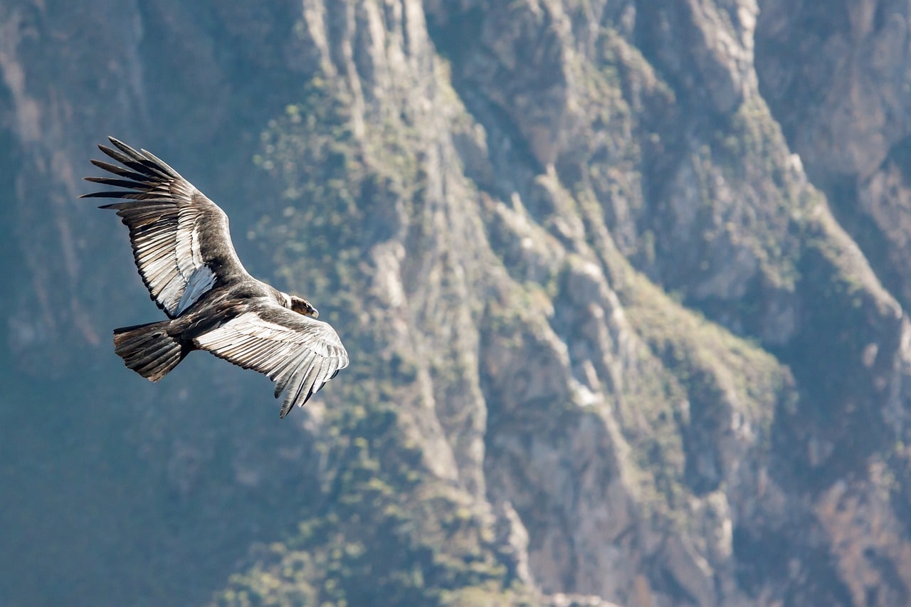 DICA DO DIA (Nº 363): CONDOR